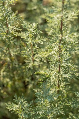 Absinthe Artemisia absinthium 5-10 pot P9 Artemisia absinthium