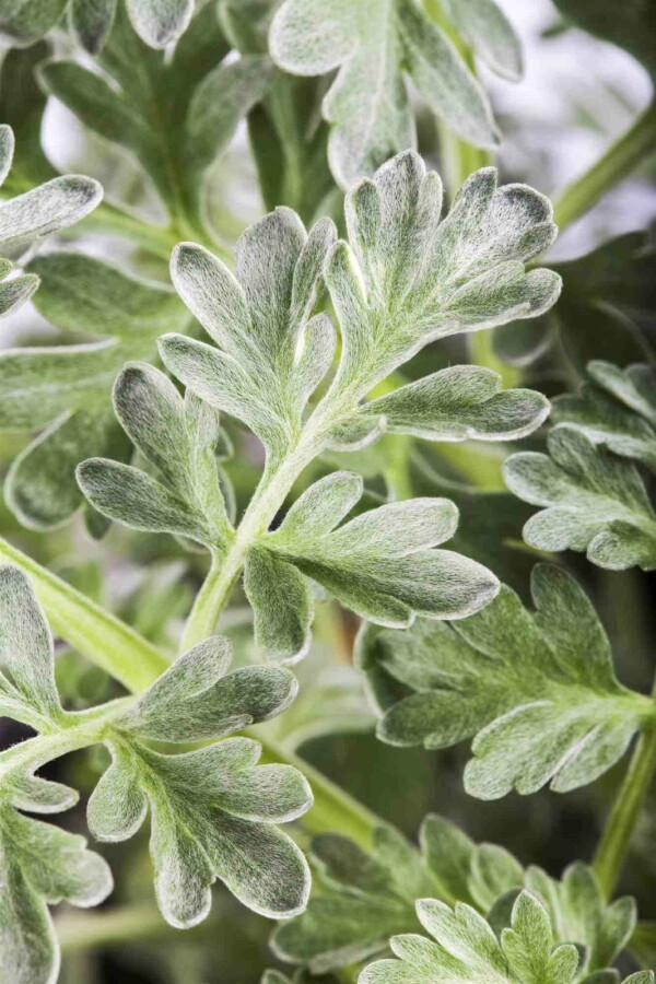 Absinthe Artemisia absinthium 5-10 pot P9 Artemisia absinthium