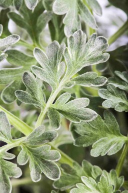 Absinthe Artemisia absinthium 5-10 pot P9 Artemisia absinthium