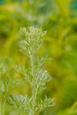 Absinthe Artemisia absinthium 5-10 pot P9 Artemisia absinthium