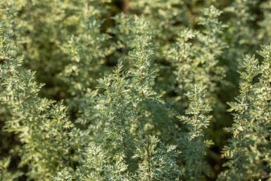 Absinthe Artemisia absinthium 5-10 pot P9 Artemisia absinthium