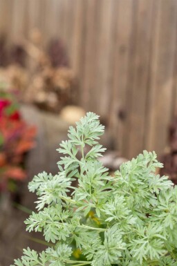 Absinthe Artemisia absinthium 5-10 pot P9 Artemisia absinthium