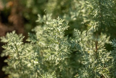 Absinthe Artemisia absinthium 5-10 pot P9 Artemisia absinthium