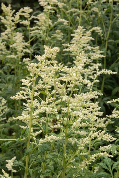 Armoise blanche Artemisia lactiflora 5-10 pot P9 Artemisia lactiflora