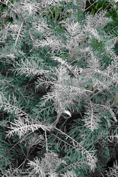 Armoise arbustive Artemisia arborescens 'Powis Castle' 5-10 pot P9 Artemisia arborescens 'Powis Castle'