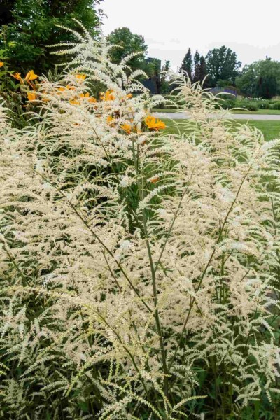 Barbe de bouc Aruncus dioicus 'Kneiffii' 5-10 pot P9 Aruncus dioicus 'Kneiffii'