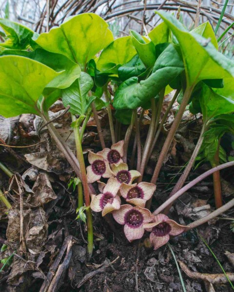 Asaret Asarum splendens 5-10 pot P9 Asarum splendens