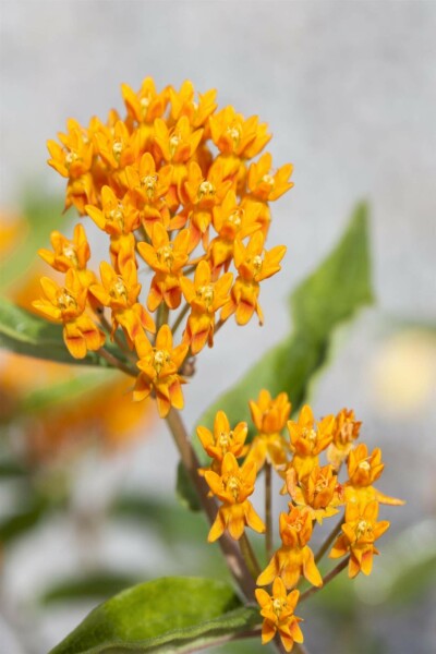 Asclépiade tubéreuse Asclepias tuberosa 5-10 pot P9 Asclepias tuberosa