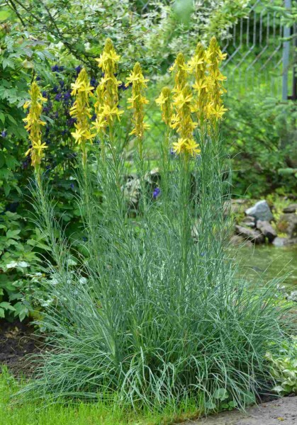 Bâton de jacob Asphodeline lutea 5-10 pot P9 Asphodeline lutea