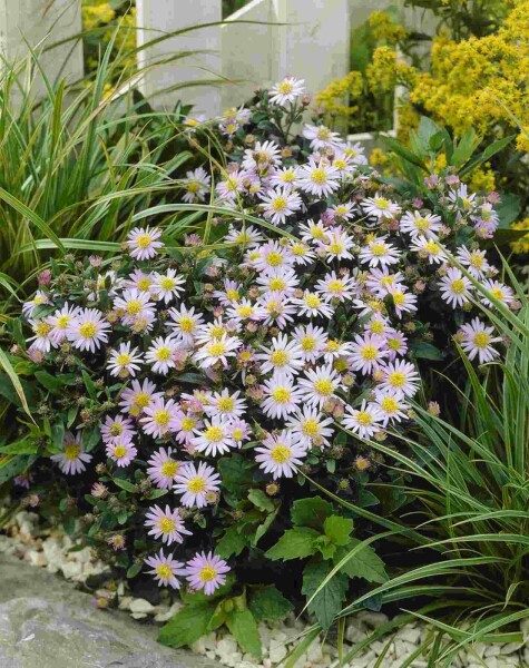 Aster blanc Aster ageratoides 'Stardust' 5-10 pot P9 Aster ageratoides 'Stardust'