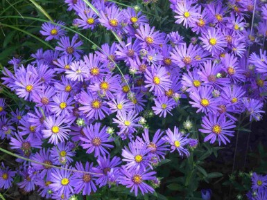 Aster amellus 'Rudolf Goethe'