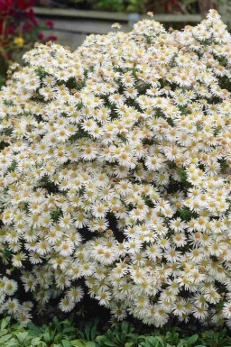 Aster arbustif Aster dumosus 'Apollo' 5-10 pot P9 Aster dumosus 'Apollo'