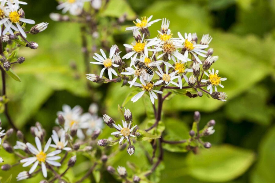 Aster blanc Aster divaricatus 5-10 pot P9 Aster divaricatus