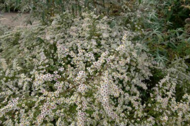 Aster monte cassino Aster pringlei 'Monte Cassino' 5-10 pot P9 Aster pringlei 'Monte Cassino'