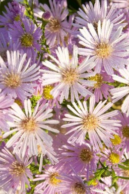 Aster de pringle Aster pringlei 'Pink Star' 5-10 pot P9 Aster pringlei 'Pink Star'