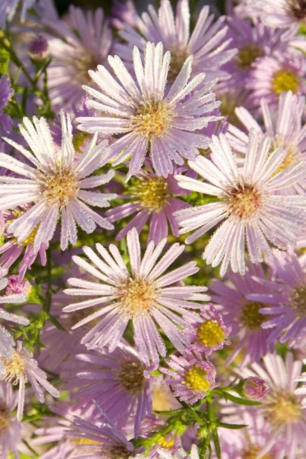 Aster de pringle Aster pringlei 'Pink Star' 5-10 pot P9 Aster pringlei 'Pink Star'