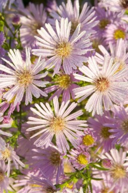 Aster de pringle Aster pringlei 'Pink Star' 5-10 pot P9 Aster pringlei 'Pink Star'