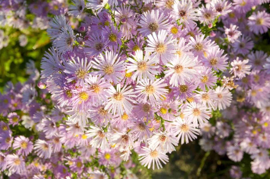 Aster de pringle Aster pringlei 'Pink Star' 5-10 pot P9 Aster pringlei 'Pink Star'