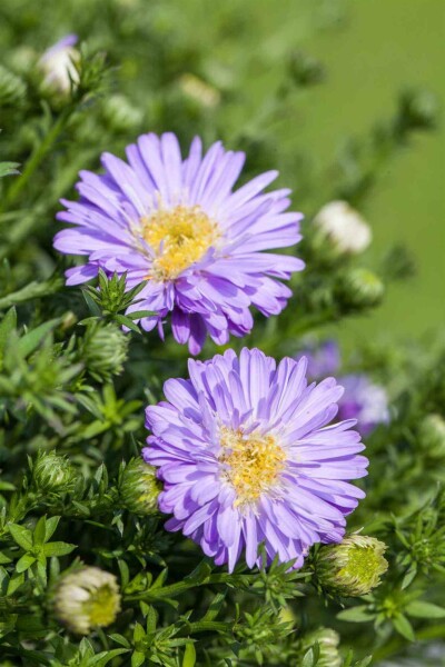 Aster nain Aster dumosus 'Professor Anton Kippenberg' 5-10 pot P9 Aster dumosus 'Professor Anton Kippenberg'