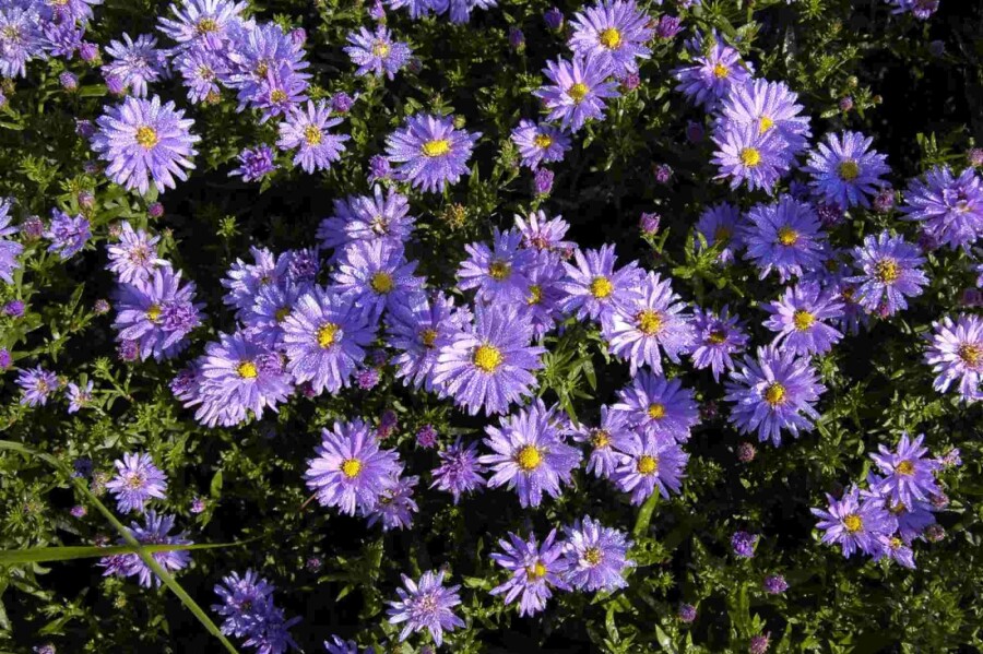 Aster nain Aster dumosus 'Professor Anton Kippenberg' 5-10 pot P9 Aster dumosus 'Professor Anton Kippenberg'