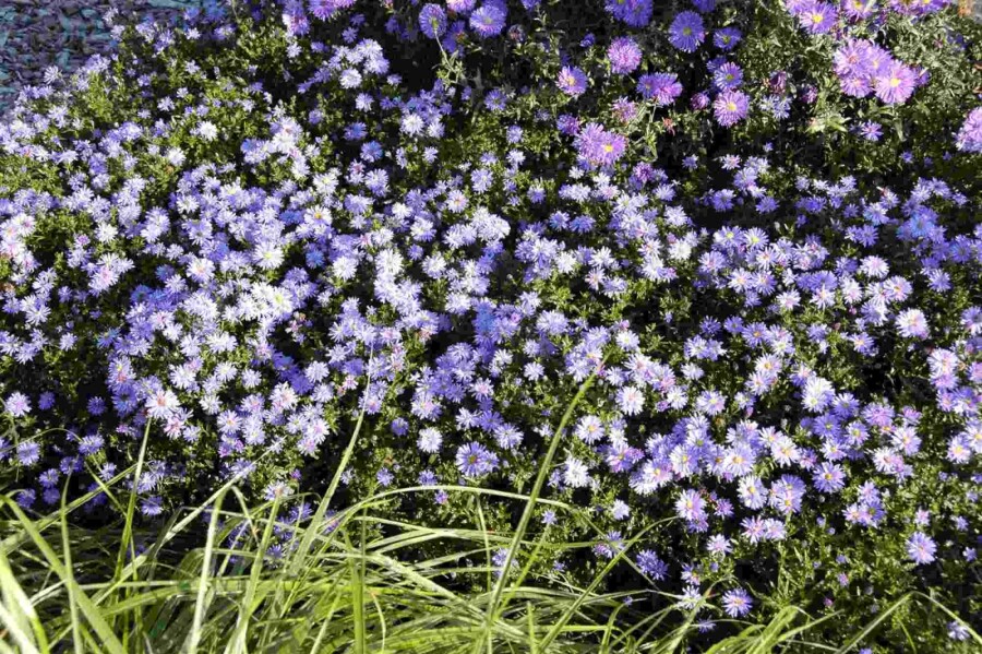 Aster nain Aster dumosus 'Professor Anton Kippenberg' 5-10 pot P9 Aster dumosus 'Professor Anton Kippenberg'