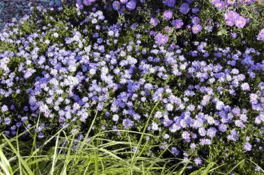 Aster nain Aster dumosus 'Professor Anton Kippenberg' 5-10 pot P9 Aster dumosus 'Professor Anton Kippenberg'