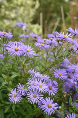 Aster de thomson Aster thomsonii 5-10 pot P9 Aster thomsonii