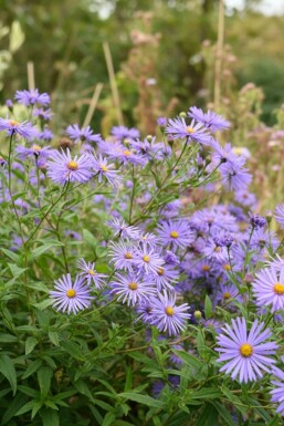 Aster de thomson Aster thomsonii 5-10 pot P9 Aster thomsonii