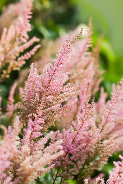 Astilbe Astilbe arendsii 'Erika' 5-10 pot P9 Astilbe arendsii 'Erika'