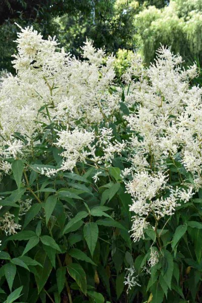 Astilbe japonica 'Deutschland'