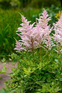 Astilbe du japon Astilbe japonica 'Europa' 5-10 pot P9 Astilbe japonica 'Europa'