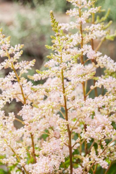 Astilbe du japon Astilbe japonica 'Peach Blossom' 5-10 pot P9 Astilbe japonica 'Peach Blossom'