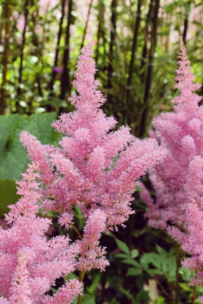 Astilbe du japon Astilbe japonica 'Rheinland' 5-10 pot P9 Astilbe japonica 'Rheinland'
