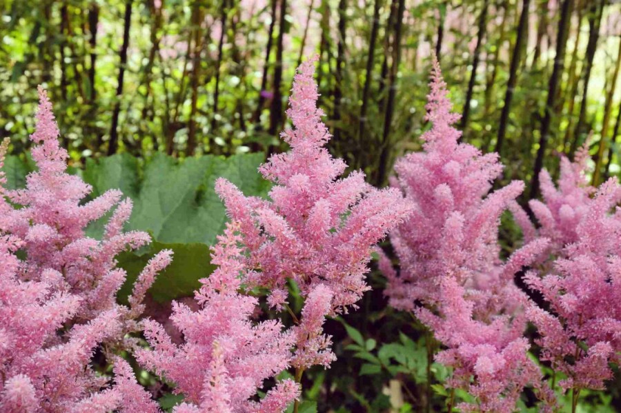 Astilbe du japon Astilbe japonica 'Rheinland' 5-10 pot P9 Astilbe japonica 'Rheinland'