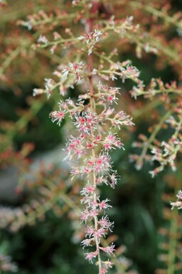 Astilbe simplicifolia 'Sprite'