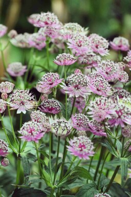 Grande astrance Astrantia major 'Buckland' 5-10 pot P9 Astrantia major 'Buckland'