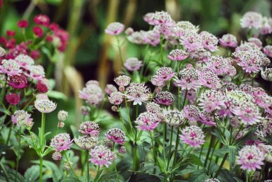 Grande astrance Astrantia major 'Buckland' 5-10 pot P9 Astrantia major 'Buckland'