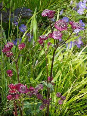 Grande astrance Astrantia major 'Claret' 5-10 pot P9 Astrantia major 'Claret'