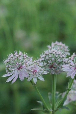 Grande astrance Astrantia major 'Florence' 5-10 pot P9 Astrantia major 'Florence'