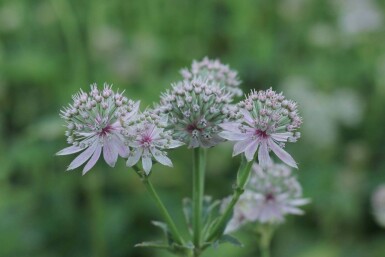 Grande astrance Astrantia major 'Florence' 5-10 pot P9 Astrantia major 'Florence'