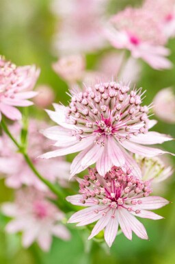 Astrance Astrantia major 'Roma' 5-10 pot P9 Astrantia major 'Roma'
