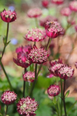 Grande astrance Astrantia major 'Moulin Rouge' 5-10 pot P9 Astrantia major 'Moulin Rouge'