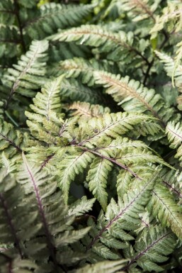 Fougère japonaise Athyrium niponicum 'Metallicum' 5-10 pot P9 Athyrium niponicum 'Metallicum'