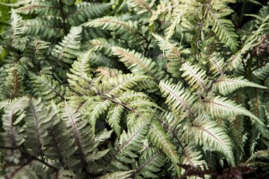 Fougère japonaise Athyrium niponicum 'Metallicum' 5-10 pot P9 Athyrium niponicum 'Metallicum'