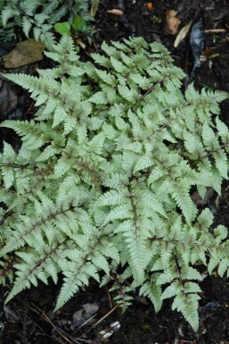 Fougère du japon Athyrium niponicum 'Pictum' 5-10 pot P9 Athyrium niponicum 'Pictum'
