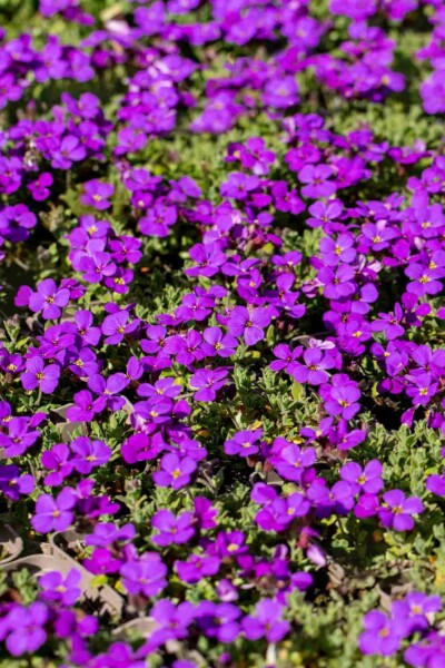 Aubrieta 'Hamburger Stadtpark'