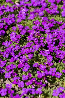Aubrieta 'Hamburger Stadtpark'
