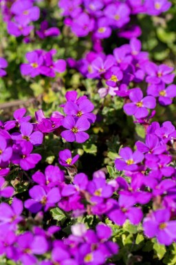 Aubrieta 'Hamburger Stadtpark'