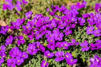 Aubrieta 'Hamburger Stadtpark'