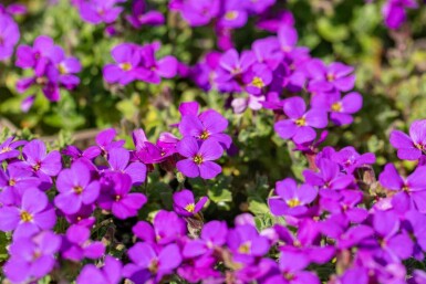 Aubrieta 'Hamburger Stadtpark'